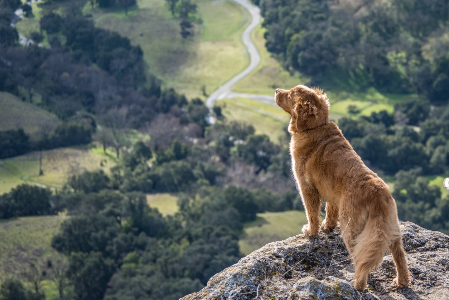 Save an average of £30 on Dog Friendly Cottages In St. Martin By Looe