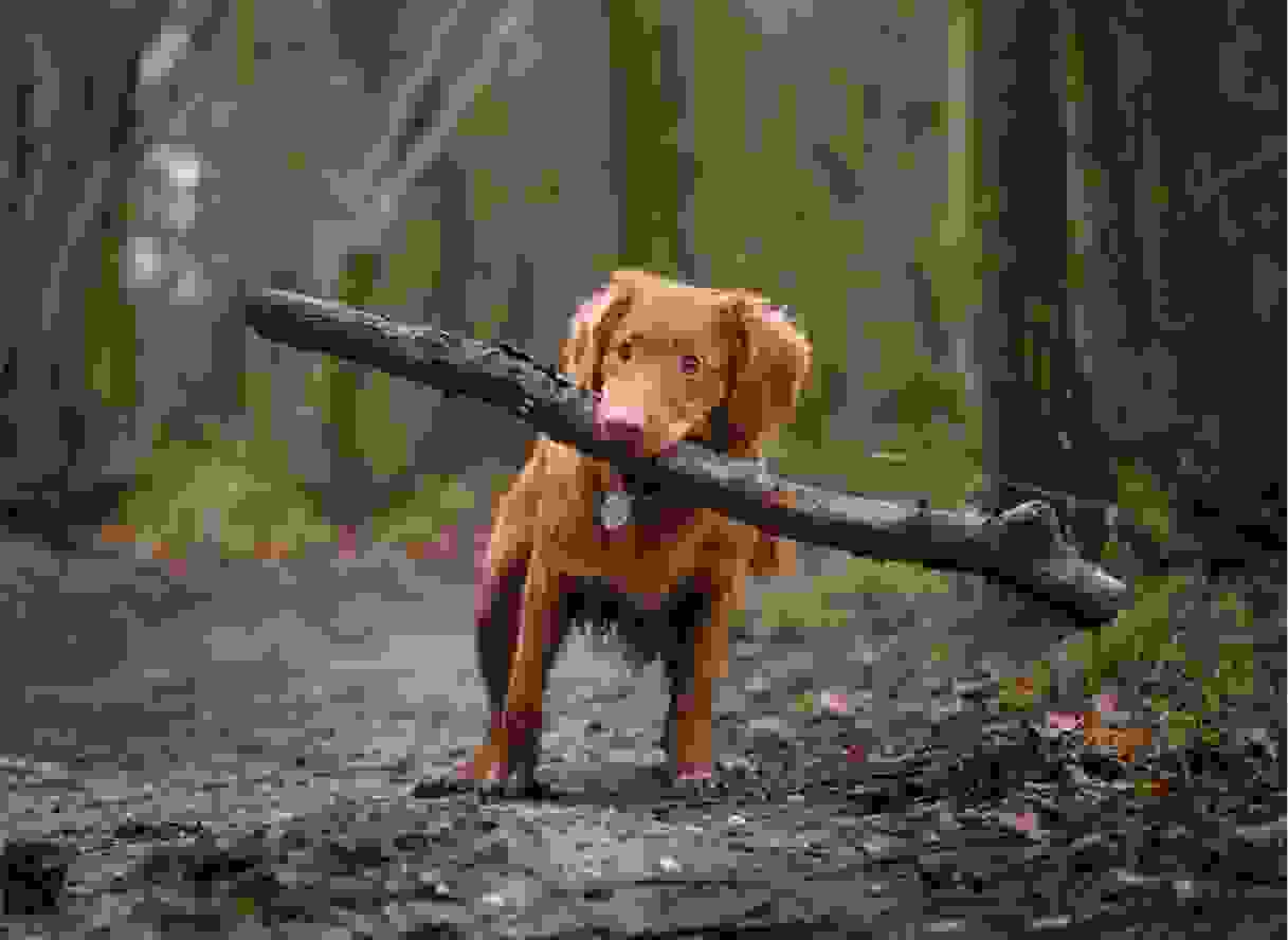 Dog with a stick