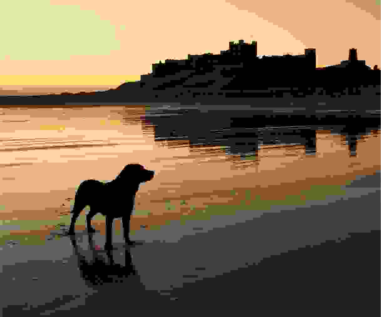 Dog on a beach