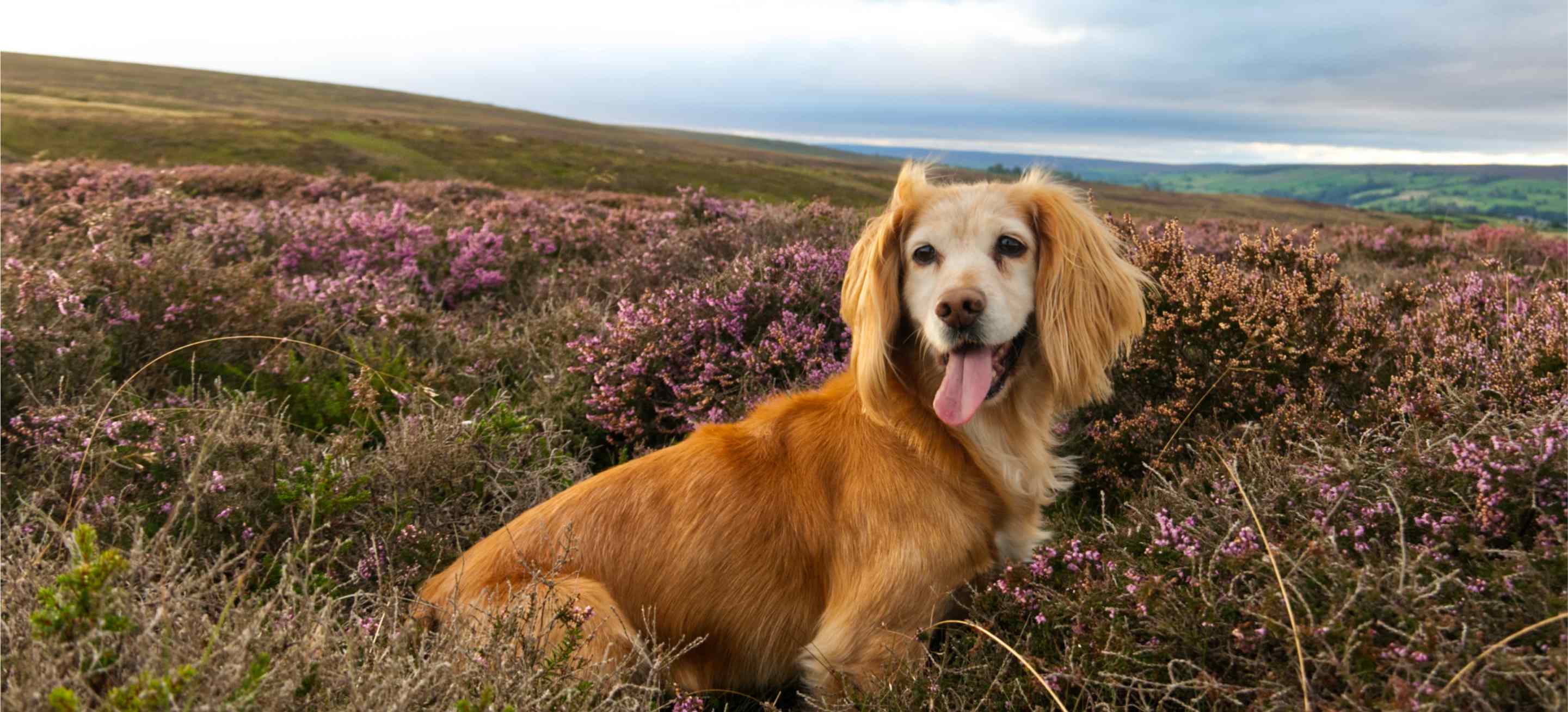 Dog walking on a hill