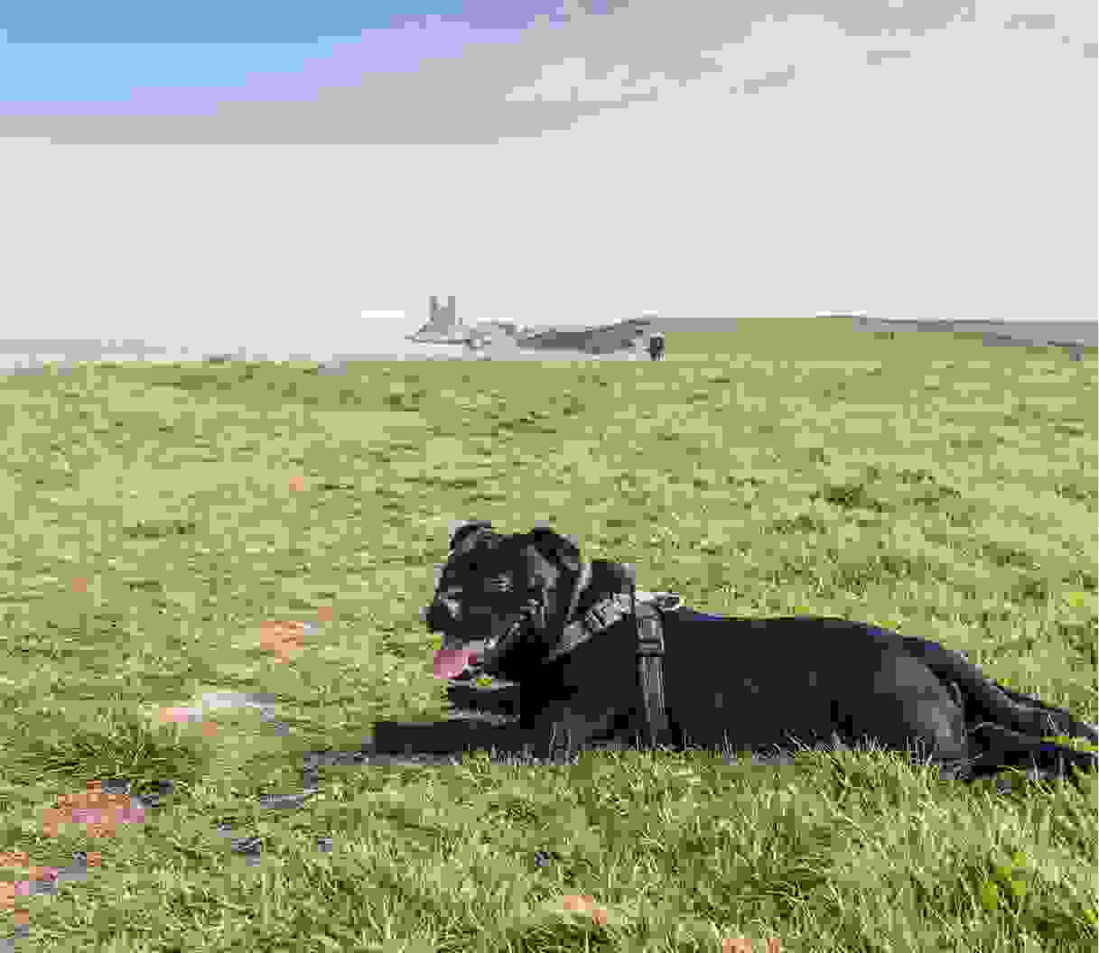 Dog near the coast